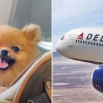 Delta flight dog diversion MSP